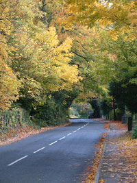 About image shows a leafy lane in Surrey